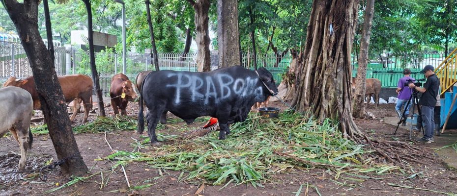 Partai Gerindra Salurkan Ratusan Hewan Kurban ke Masyarakat, Habaib, Ulama, Masjid, dan Mushola