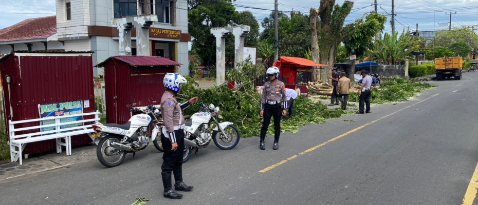 Satlantas dan BPBD Rejang Lebong Tangani Pohon Tumbang akibat Angin Kencang