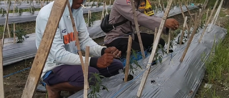 Polsek Jajaran Polres Bengkulu Selatan Gelar Pemantauan Tanaman Cabai untuk Dukung Ketahanan Pangan