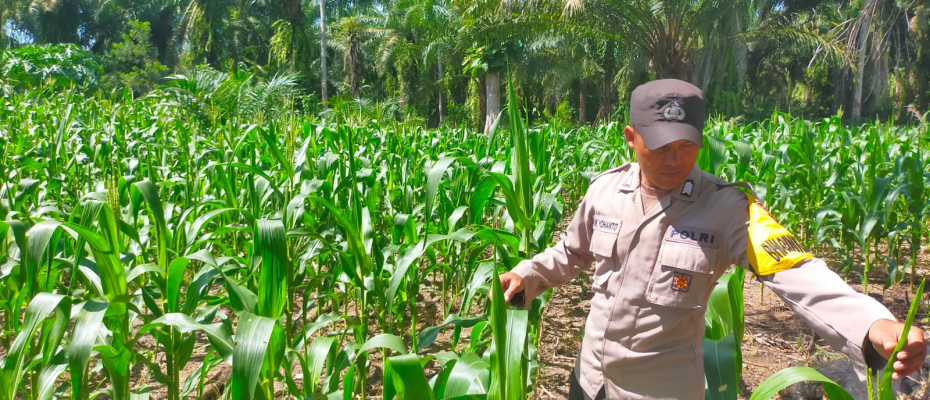 Bhabinkamtibmas Polsek Seginim Dukung Ketahanan Pangan dengan Pemantauan Kebun Jagung di Desa Padang Lebar